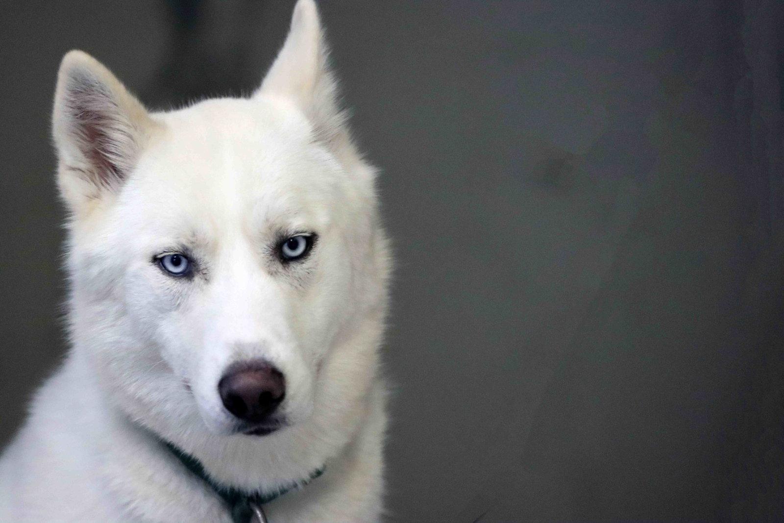 Blast, a Adoptable Siberian Husky in Walnut Creek, CA image 2/3