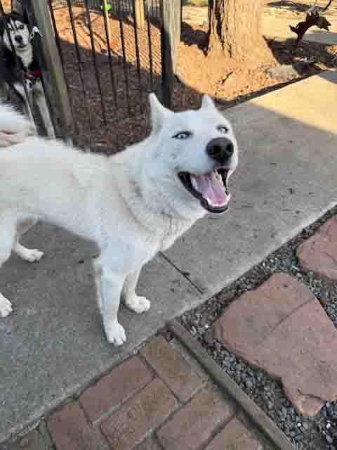 Enlarge Blast, a Adoptable Siberian Husky in Walnut Creek, CA image 2/3