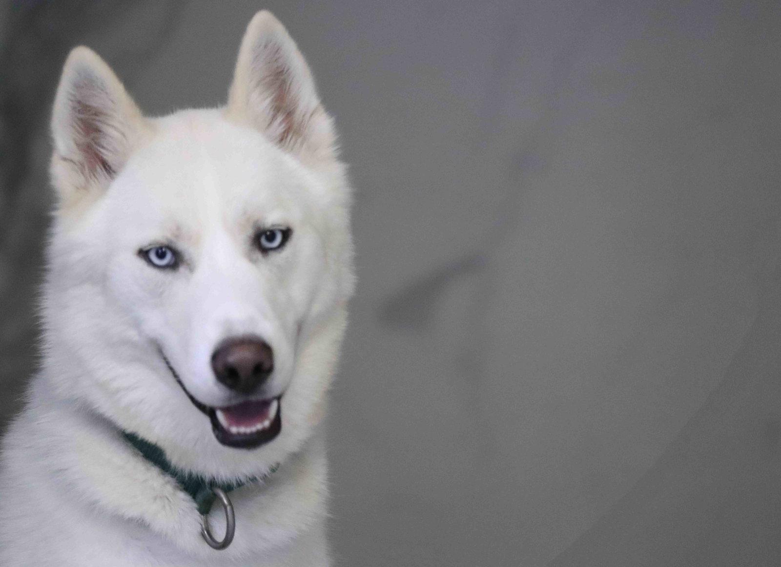 Blast, a Adoptable Siberian Husky in Walnut Creek, CA image 3/3