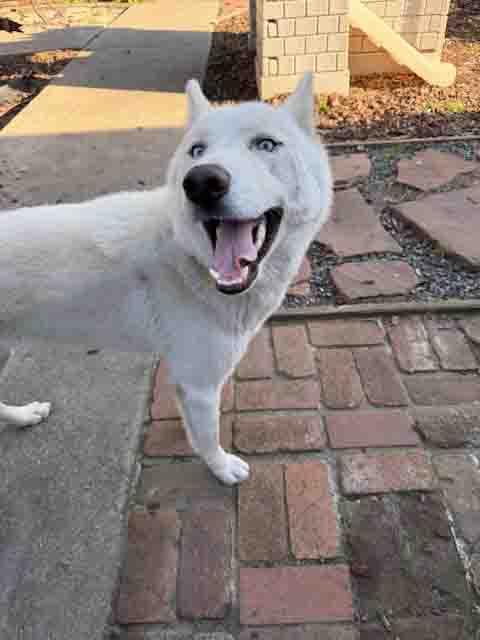 Enlarge Blast, a Adoptable Siberian Husky in Walnut Creek, CA image 3/3