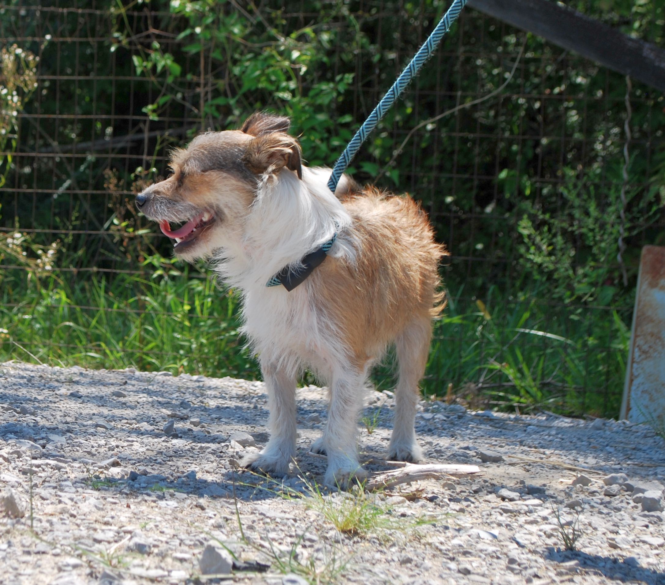 Bizkit, a Adopted mixed breed in manchester, TN image 4/4