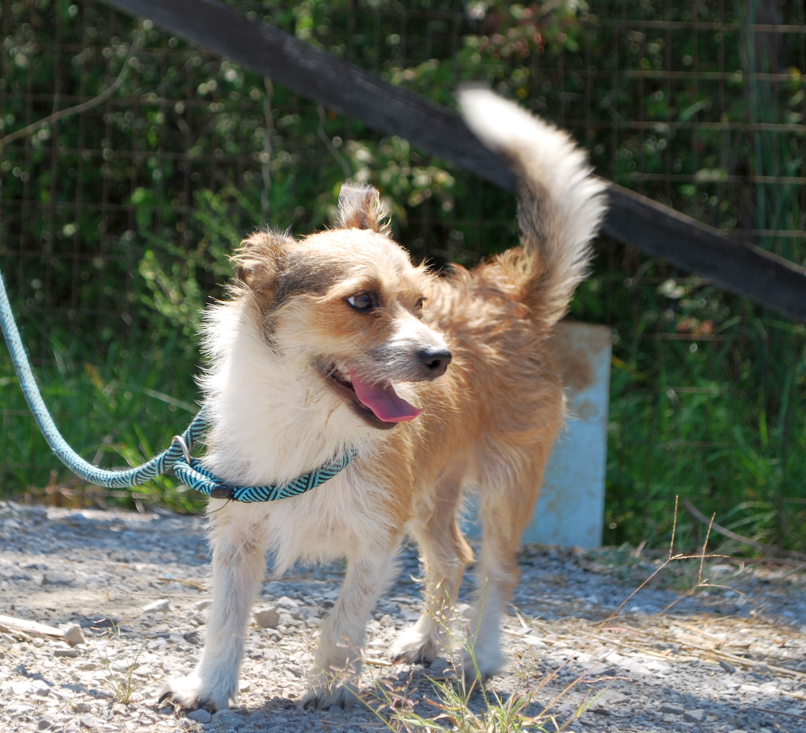 Bizkit, a Adopted mixed breed in manchester, TN image 3/4
