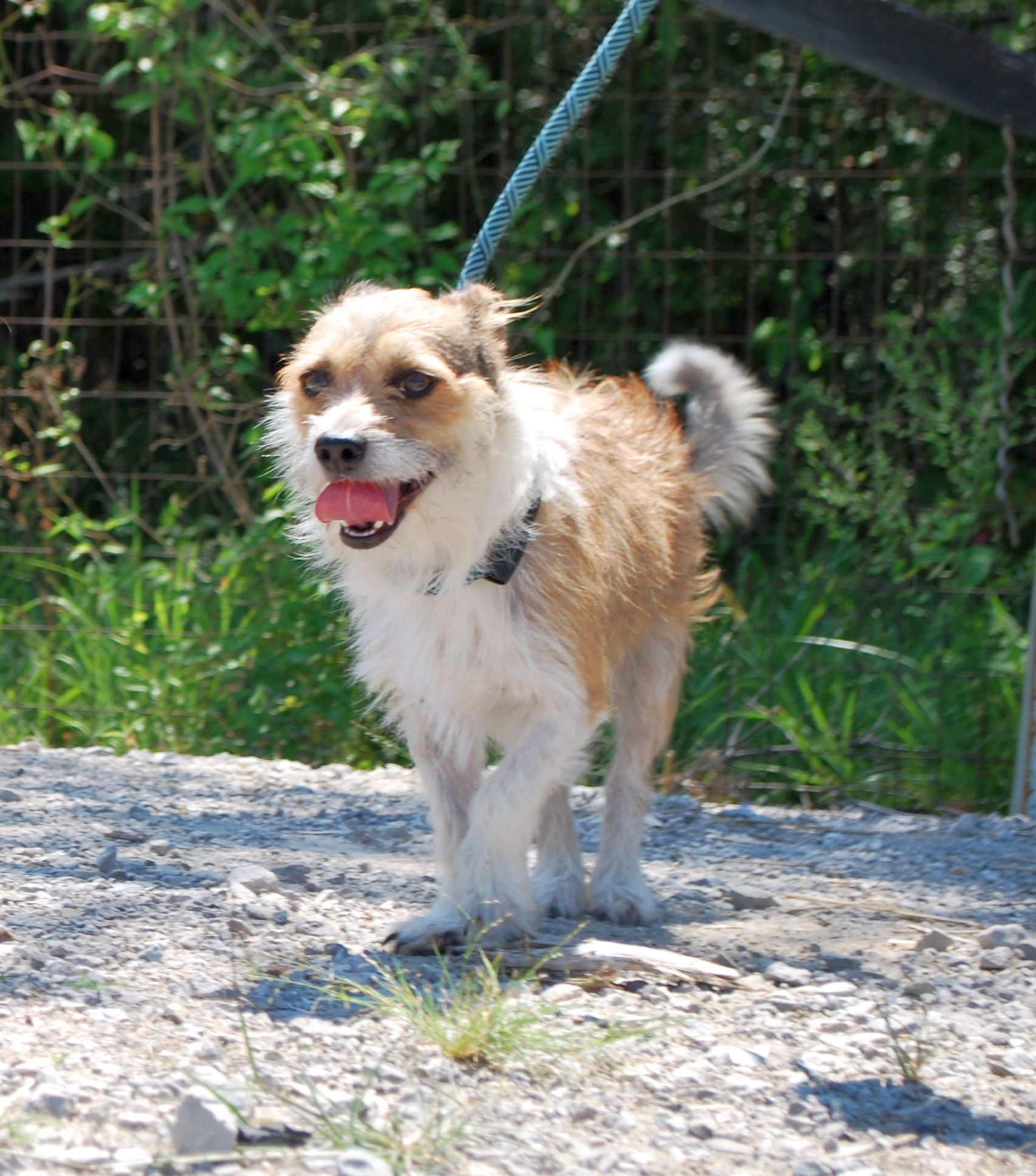 Bizkit, Adopted, Young Male Jack Russell Terrier & Terrier.