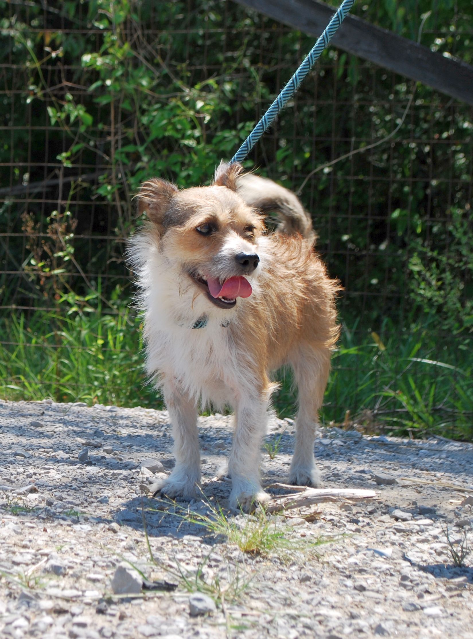 Bizkit, a Adopted mixed breed in manchester, TN image 2/4