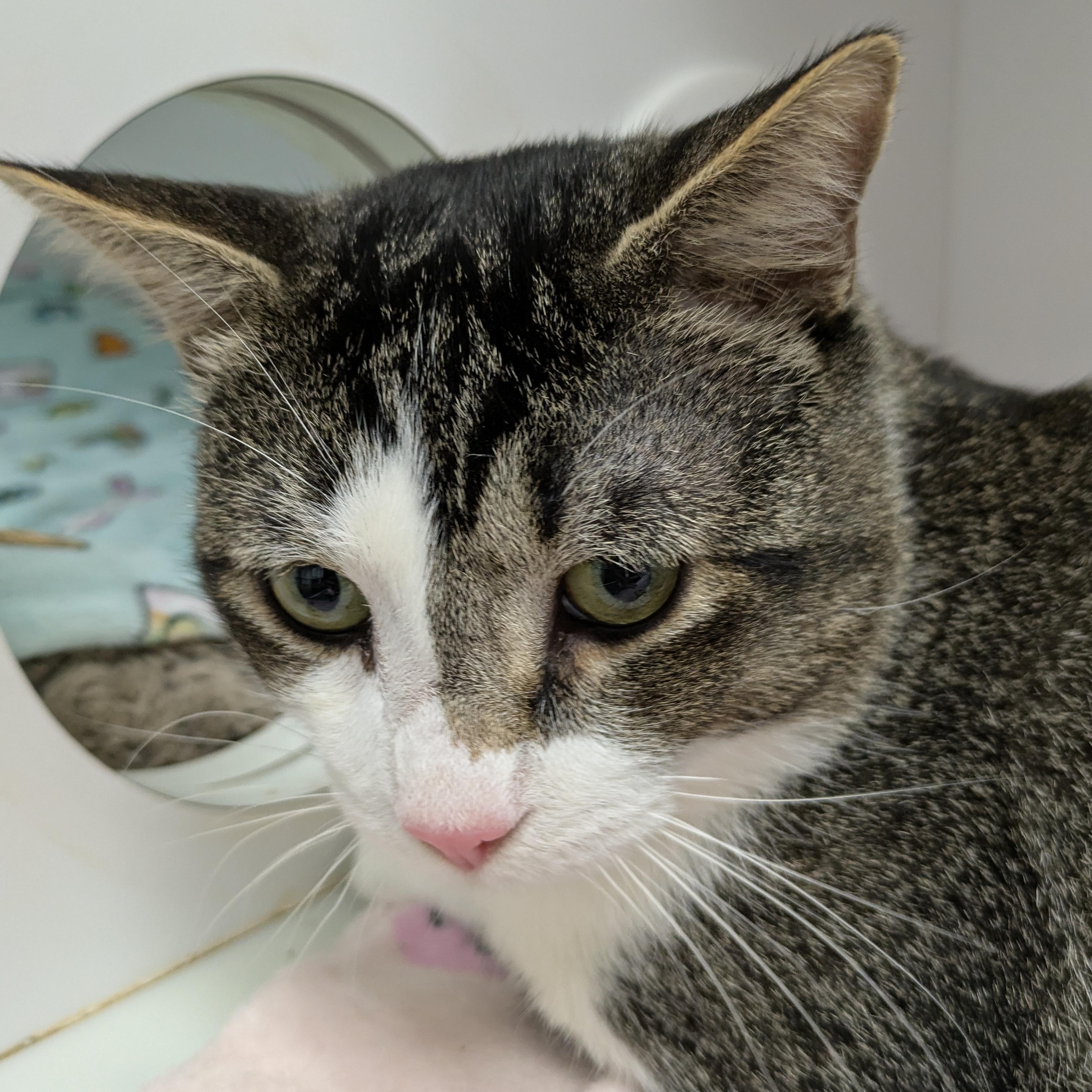 Eros, Adoptable, Adult Male Domestic Short Hair.