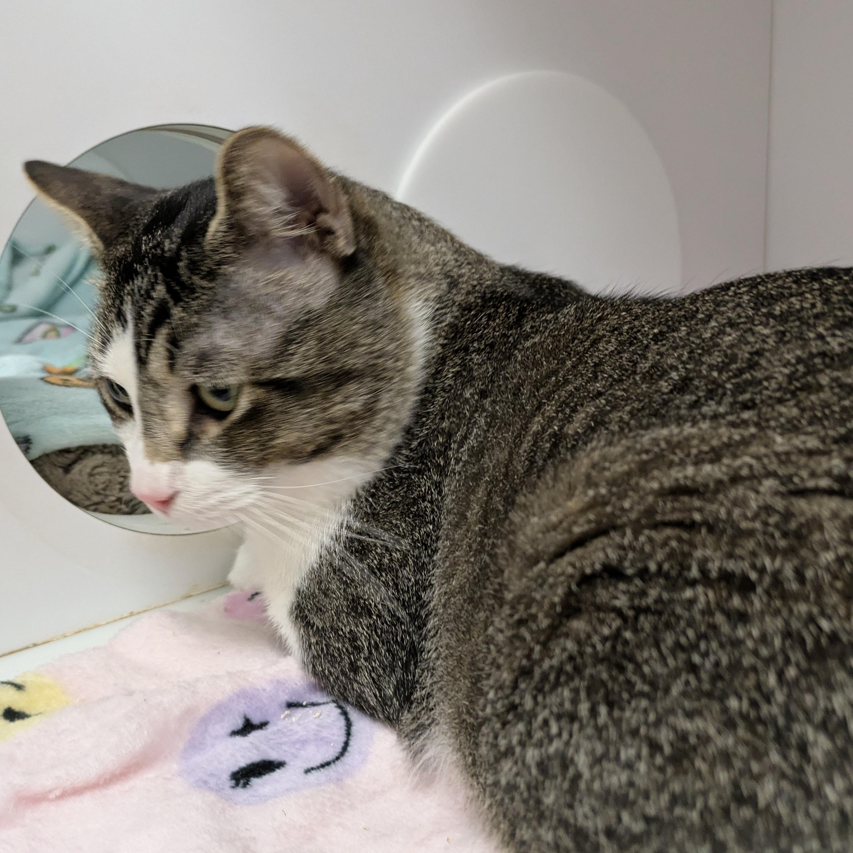 Enlarge Eros, a Adoptable mixed breed in Mount Pleasant, MI image 2/2