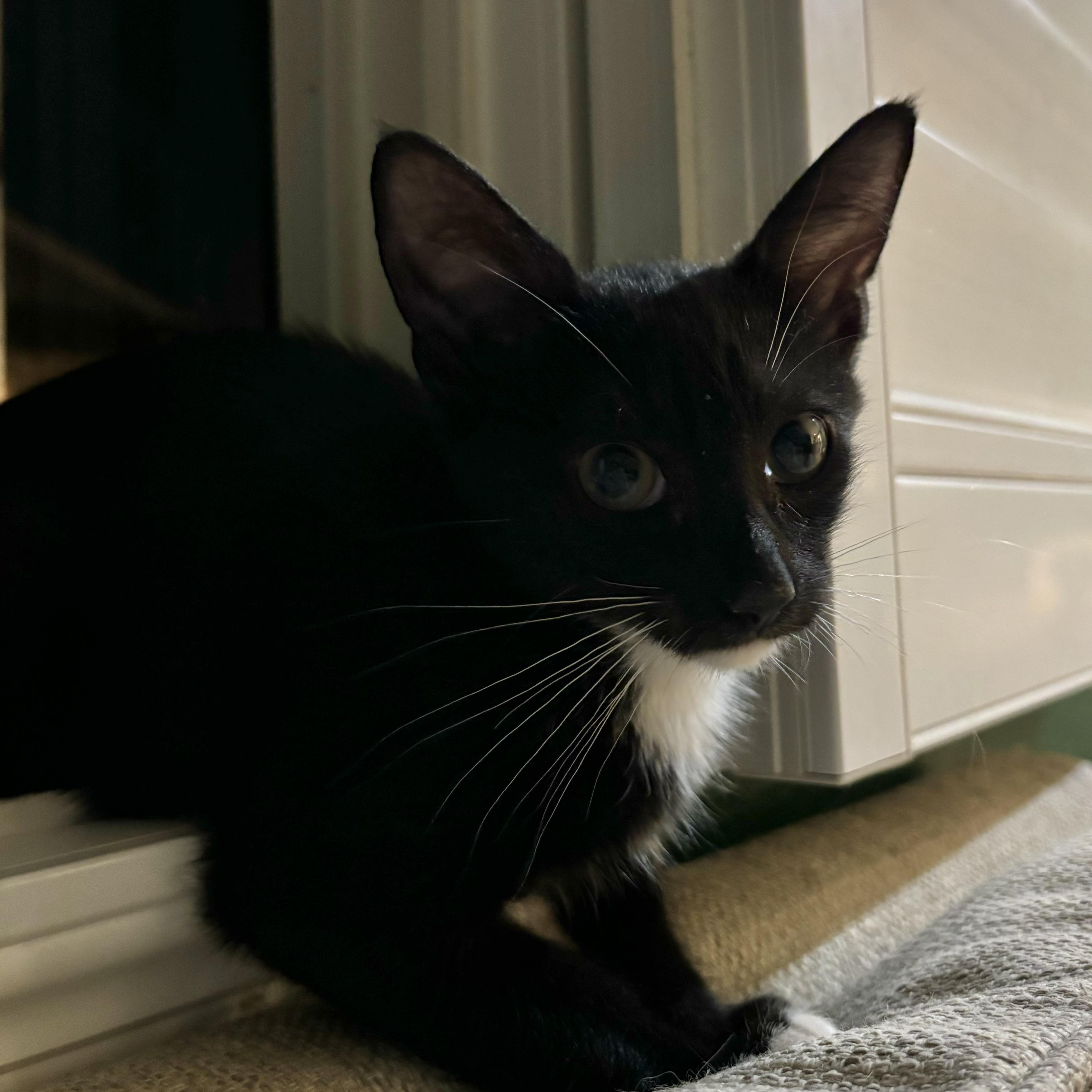 Percy 4