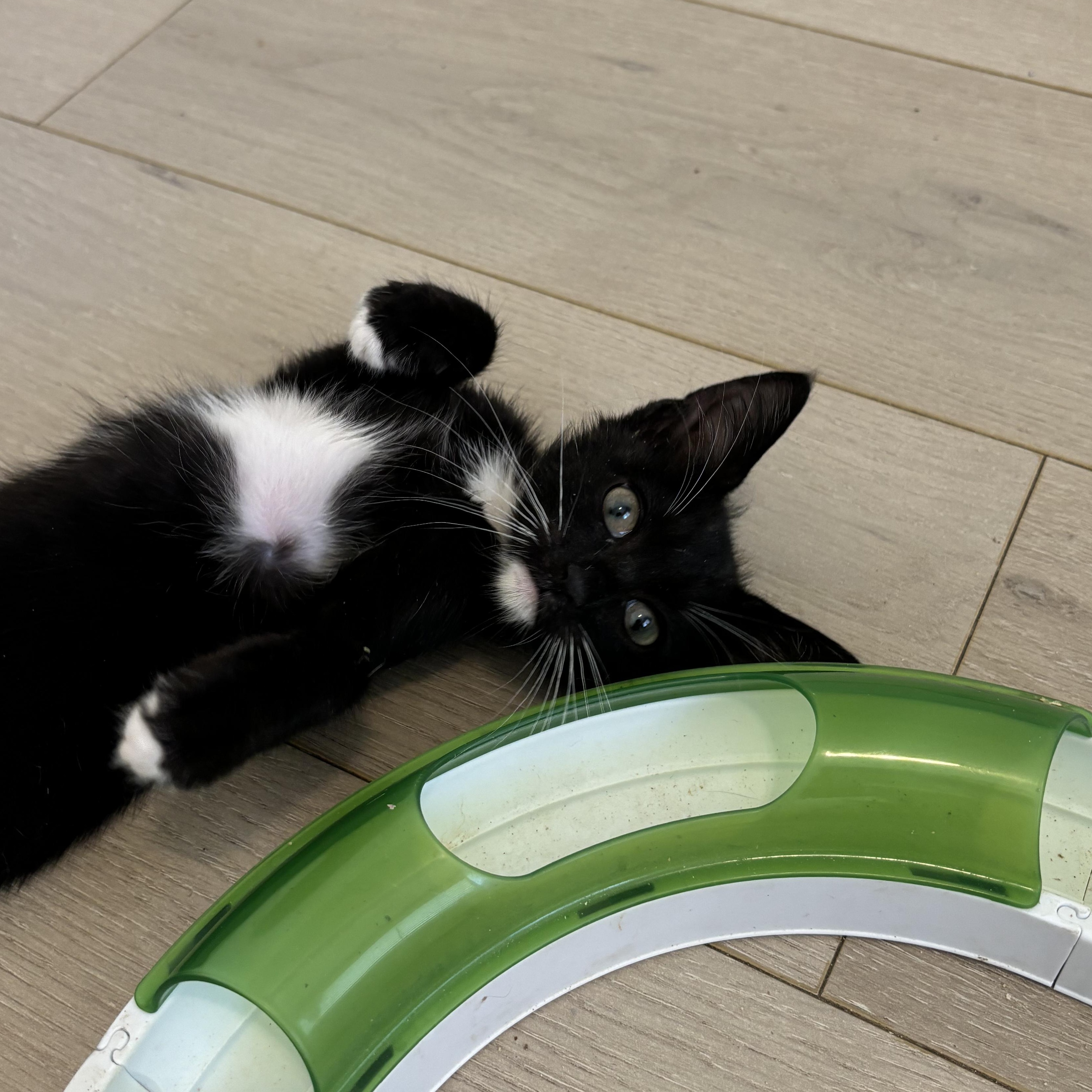 Percy 5