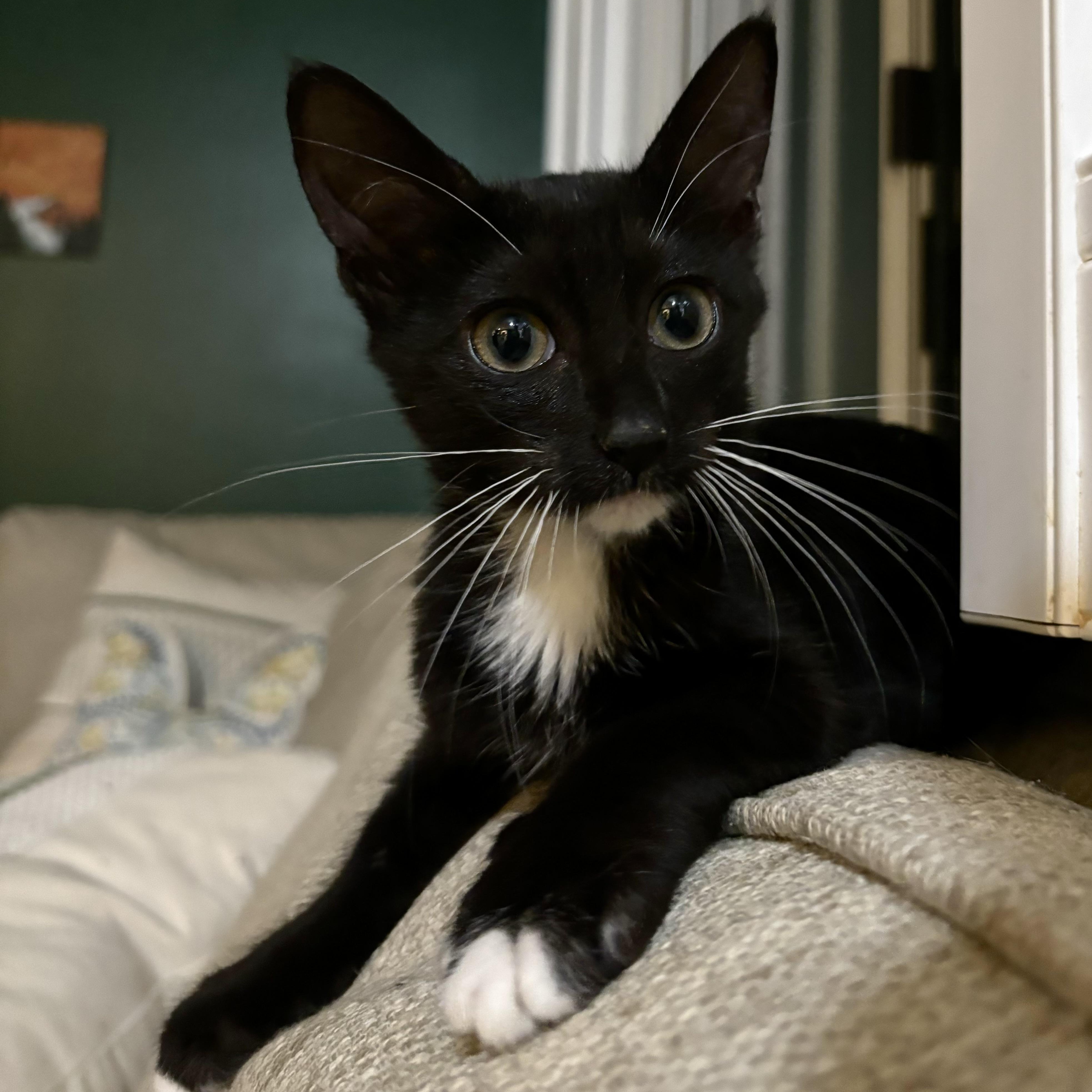Percy