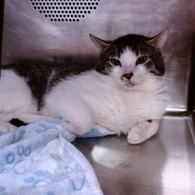 Enlarge KILO, a Adoptable mixed breed in Albuquerque, NM image 1/1