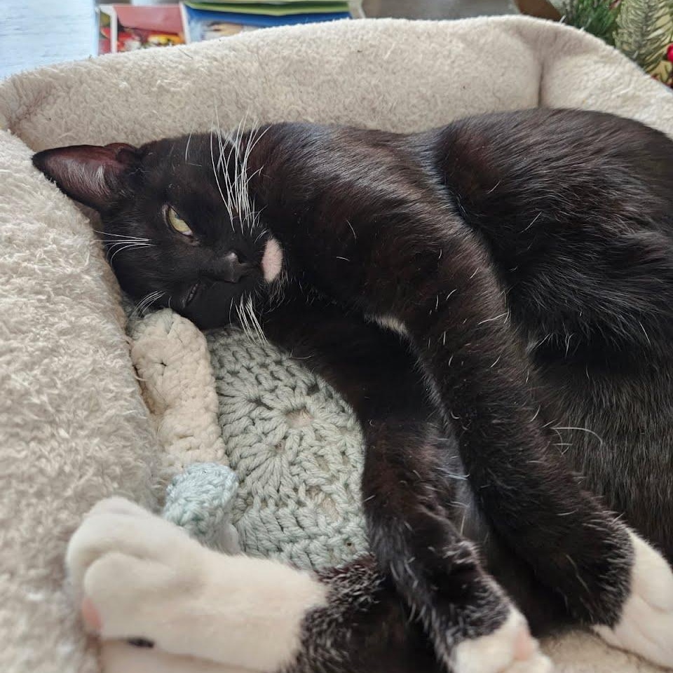 Enlarge Maxine, a ADOPTABLE Tuxedo in Oswego, NY image 4/5