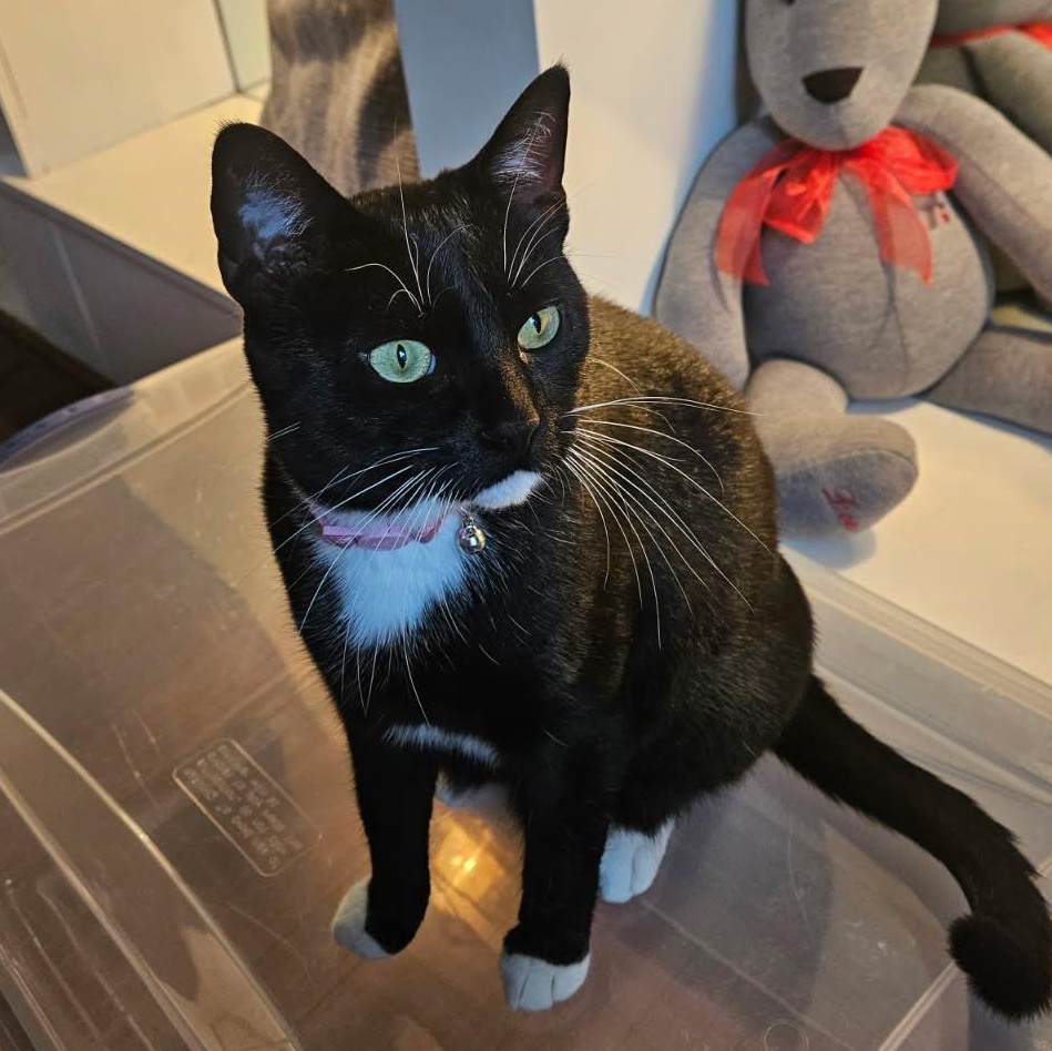 Enlarge Maxine, a ADOPTABLE Tuxedo in Oswego, NY image 5/5