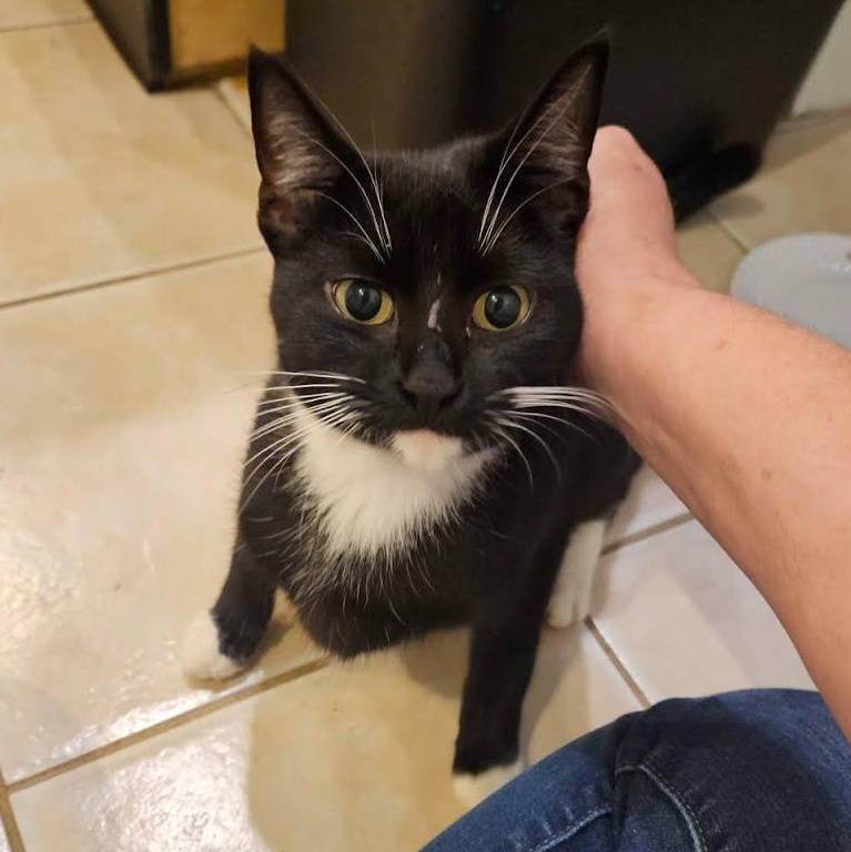 Enlarge Maxine, a ADOPTABLE Tuxedo in Oswego, NY image 3/5