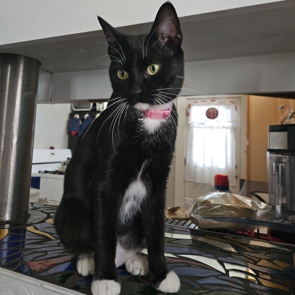 Maxine, ADOPTABLE, Young Female Tuxedo.