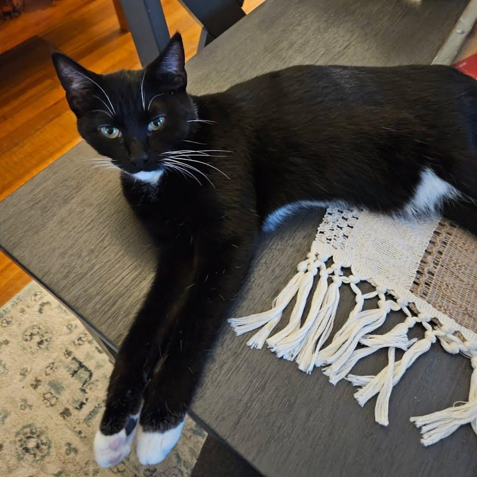 Enlarge Maxine, a ADOPTABLE Tuxedo in Oswego, NY image 2/5