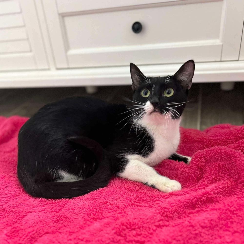 Enlarge Avery, a Adoptable Domestic Short Hair in Raleigh, NC image 1/6