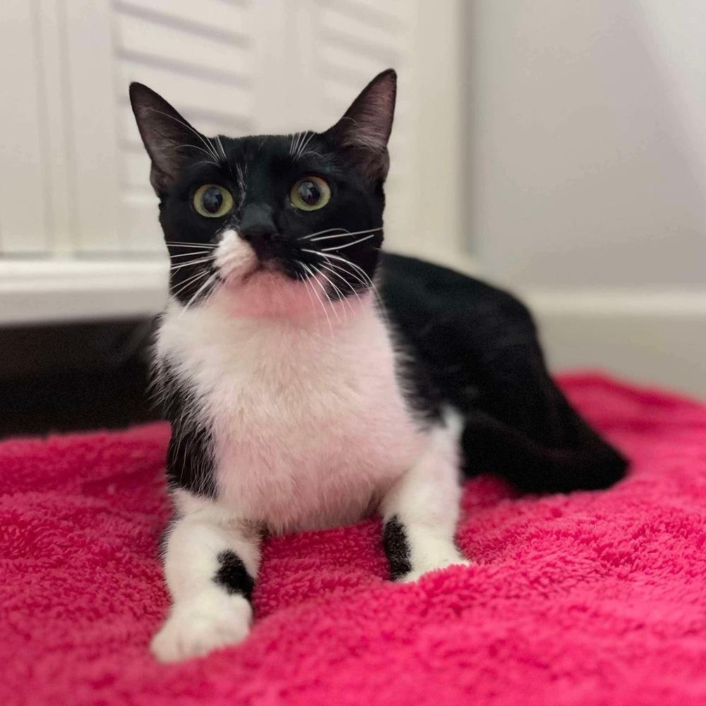 Enlarge Avery, a Adoptable Domestic Short Hair in Raleigh, NC image 2/6