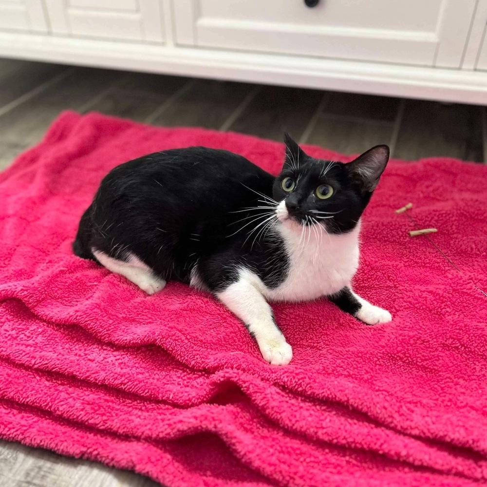 Enlarge Avery, a Adoptable Domestic Short Hair in Raleigh, NC image 3/6