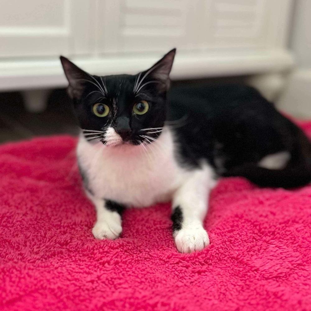 Enlarge Avery, a Adoptable Domestic Short Hair in Raleigh, NC image 4/6