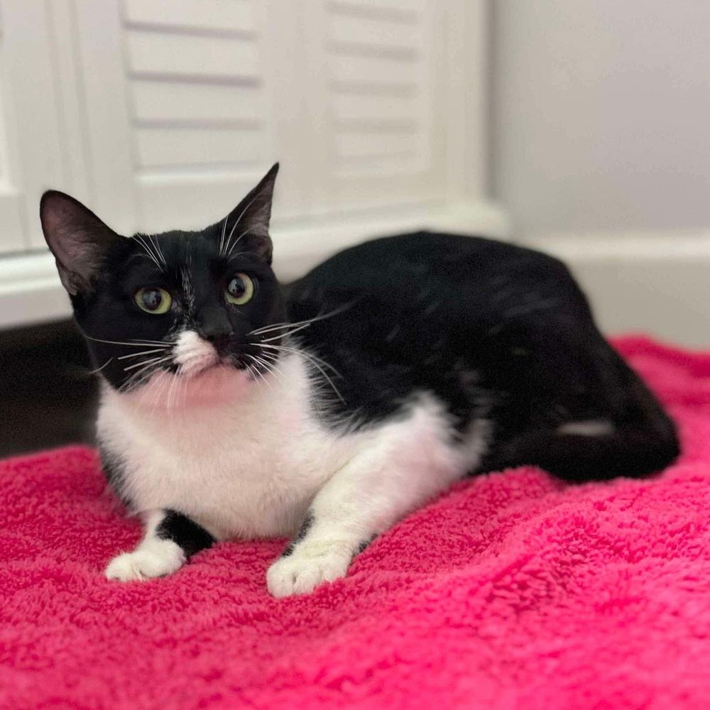 Enlarge Avery, a Adoptable Domestic Short Hair in Raleigh, NC image 5/6