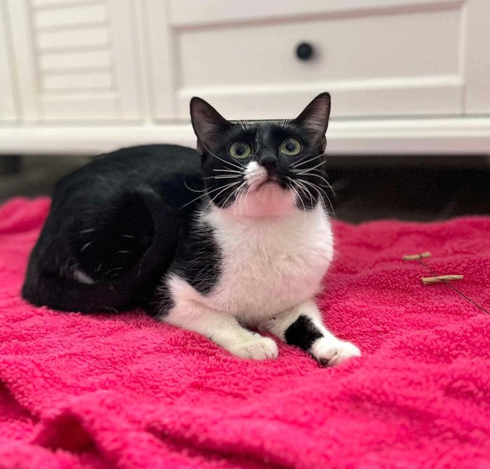 Enlarge Avery, a Adoptable Domestic Short Hair in Raleigh, NC image 6/6