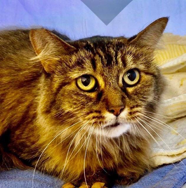 Joy, Adoptable, Senior Female Tabby.