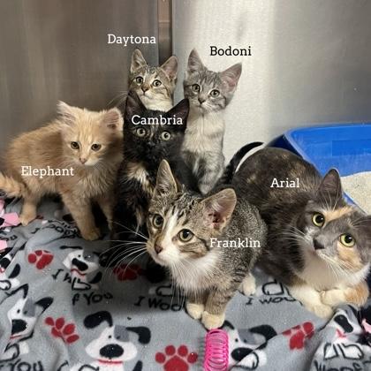 Enlarge Franklin, an adopted Domestic Short Hair in Rochester, MN image 5/5