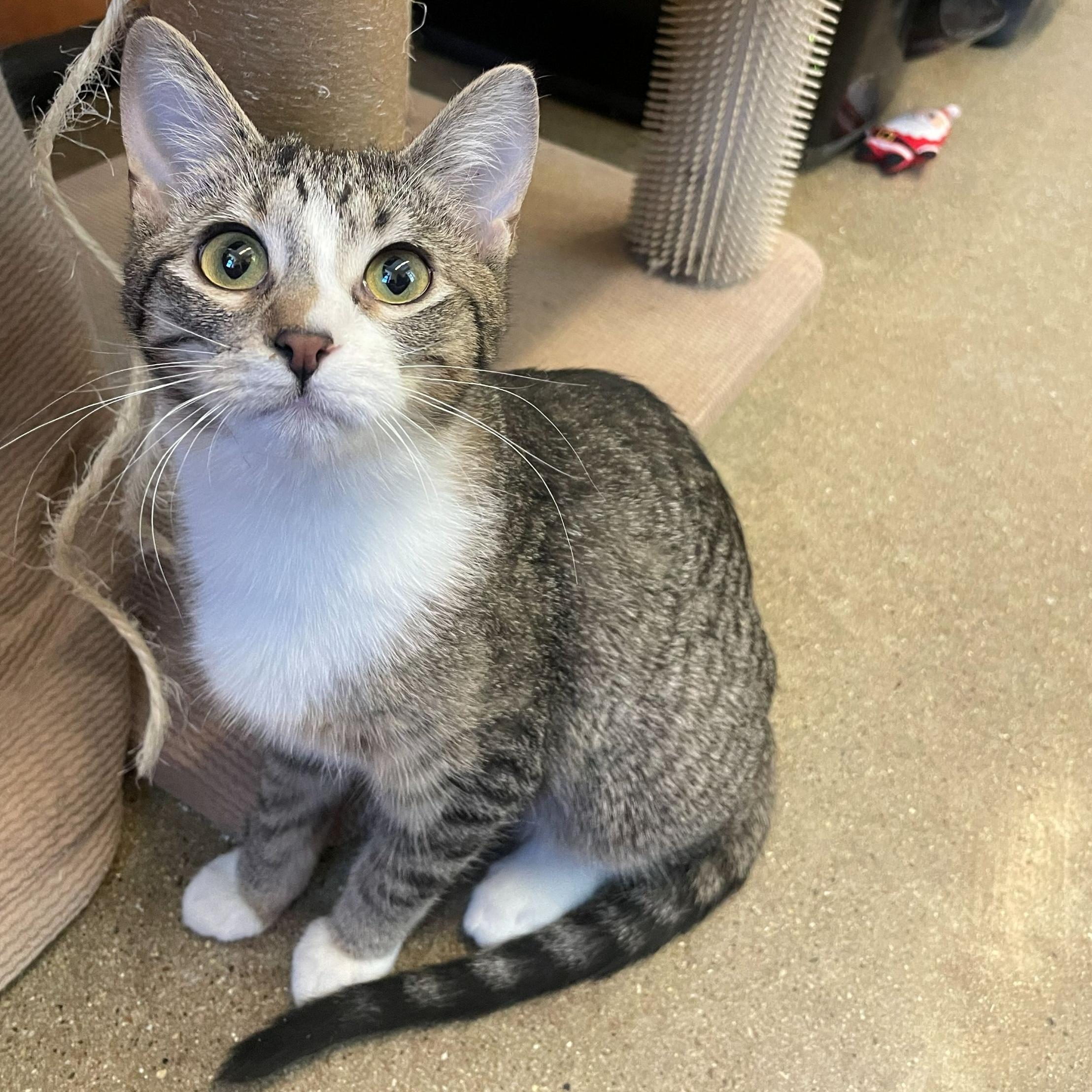 Enlarge Franklin, an adopted Domestic Short Hair in Rochester, MN image 1/5