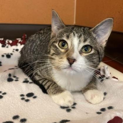 Enlarge Franklin, an adopted Domestic Short Hair in Rochester, MN image 3/5