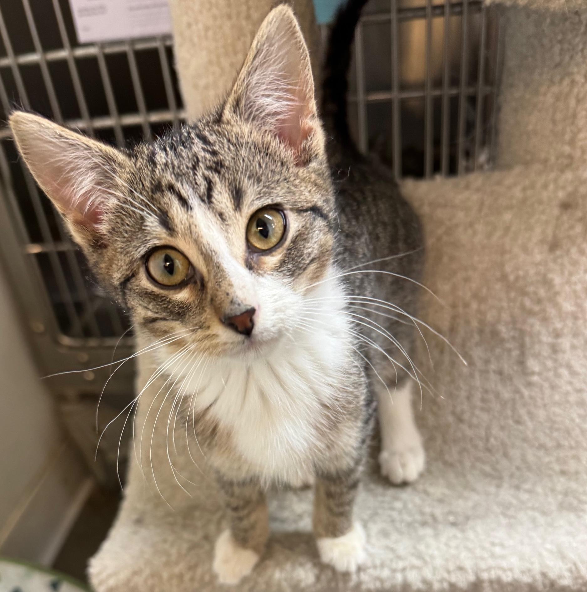 Enlarge Franklin, an adopted Domestic Short Hair in Rochester, MN image 4/5