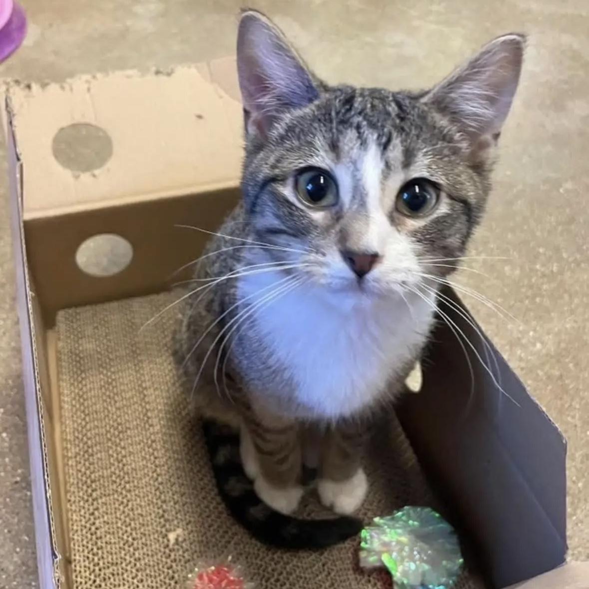 Enlarge Franklin, an adopted Domestic Short Hair in Rochester, MN image 2/5