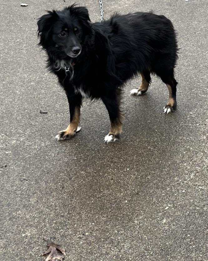 Angel, ADOPTABLE, Adult Female Mixed Breed.