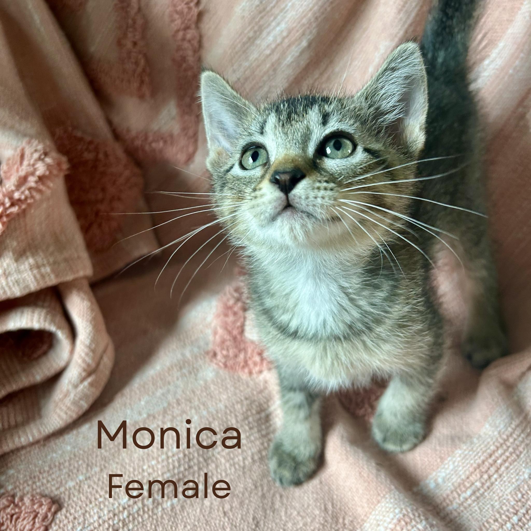 Enlarge Monica, an adopted Domestic Short Hair in Largo, FL image 2/2
