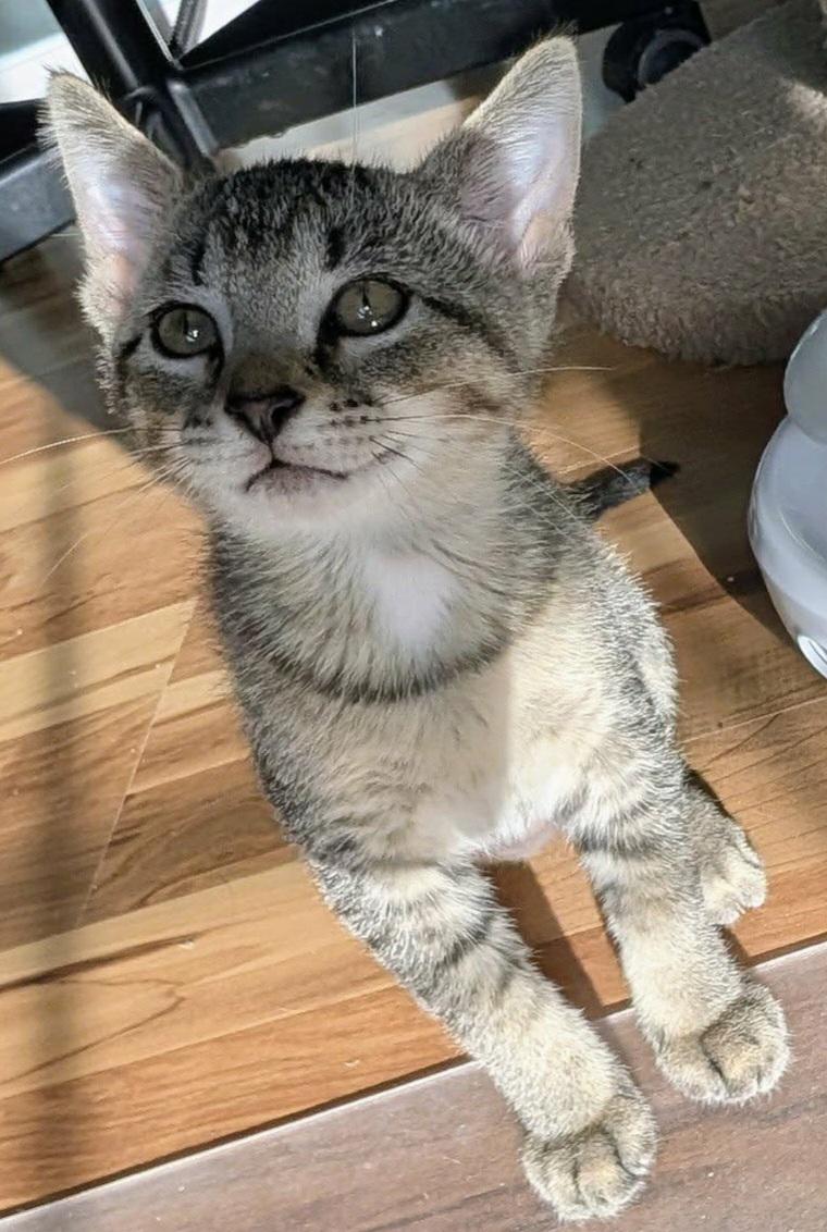 Monica, Adoptable, Kitten Female Domestic Short Hair.