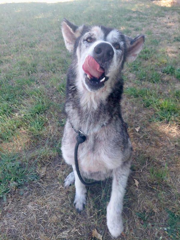 Hopper, Adoptable, Adult Male Siberian Husky.