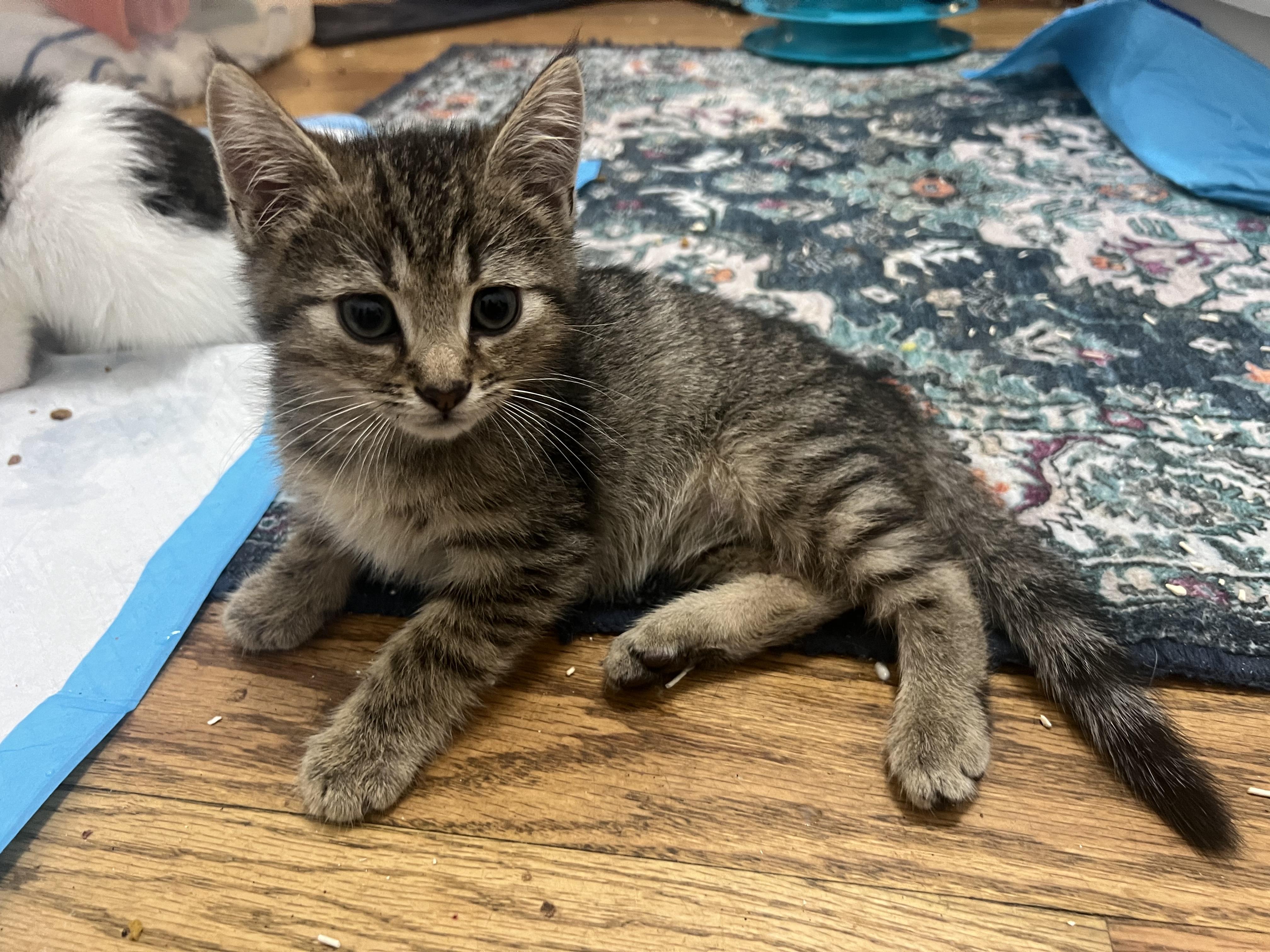 Enlarge Trouble and Toil, a Adoptable Domestic Short Hair in Staten Island , NY image 3/6