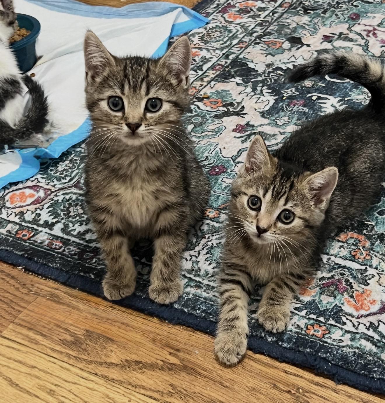 Enlarge Trouble and Toil, a Adoptable Domestic Short Hair in Staten Island , NY image 2/6