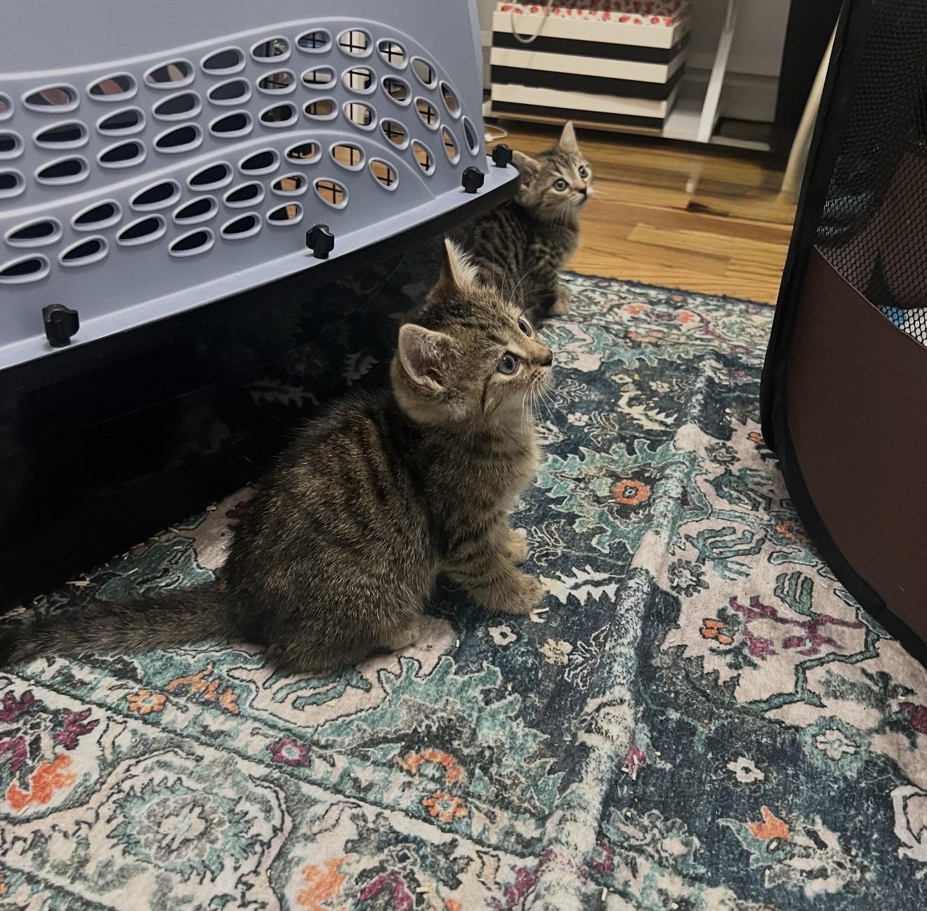 Enlarge Trouble and Toil, a Adoptable Domestic Short Hair in Staten Island , NY image 5/6