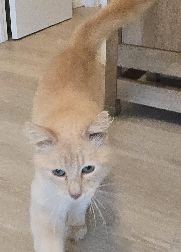 Enlarge Graham, a Adoptable Domestic Long Hair in Rowlett, TX image 1/3