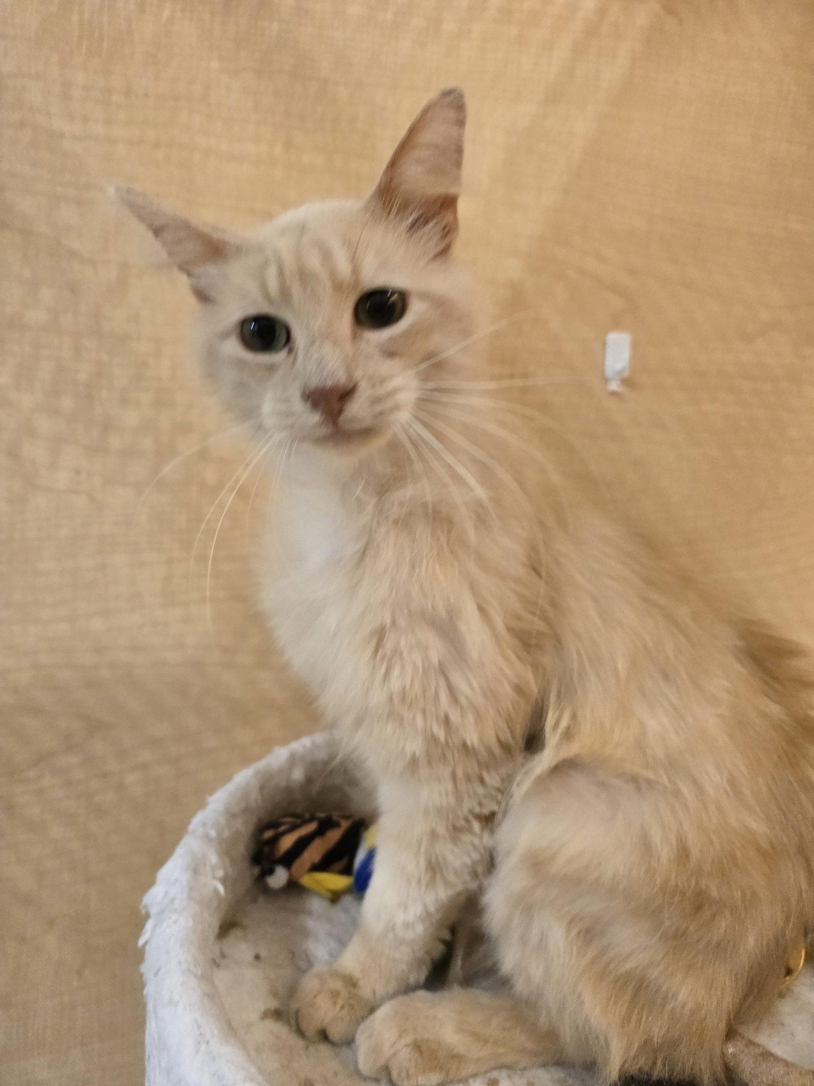 Enlarge Graham, a Adoptable Domestic Long Hair in Rowlett, TX image 2/3