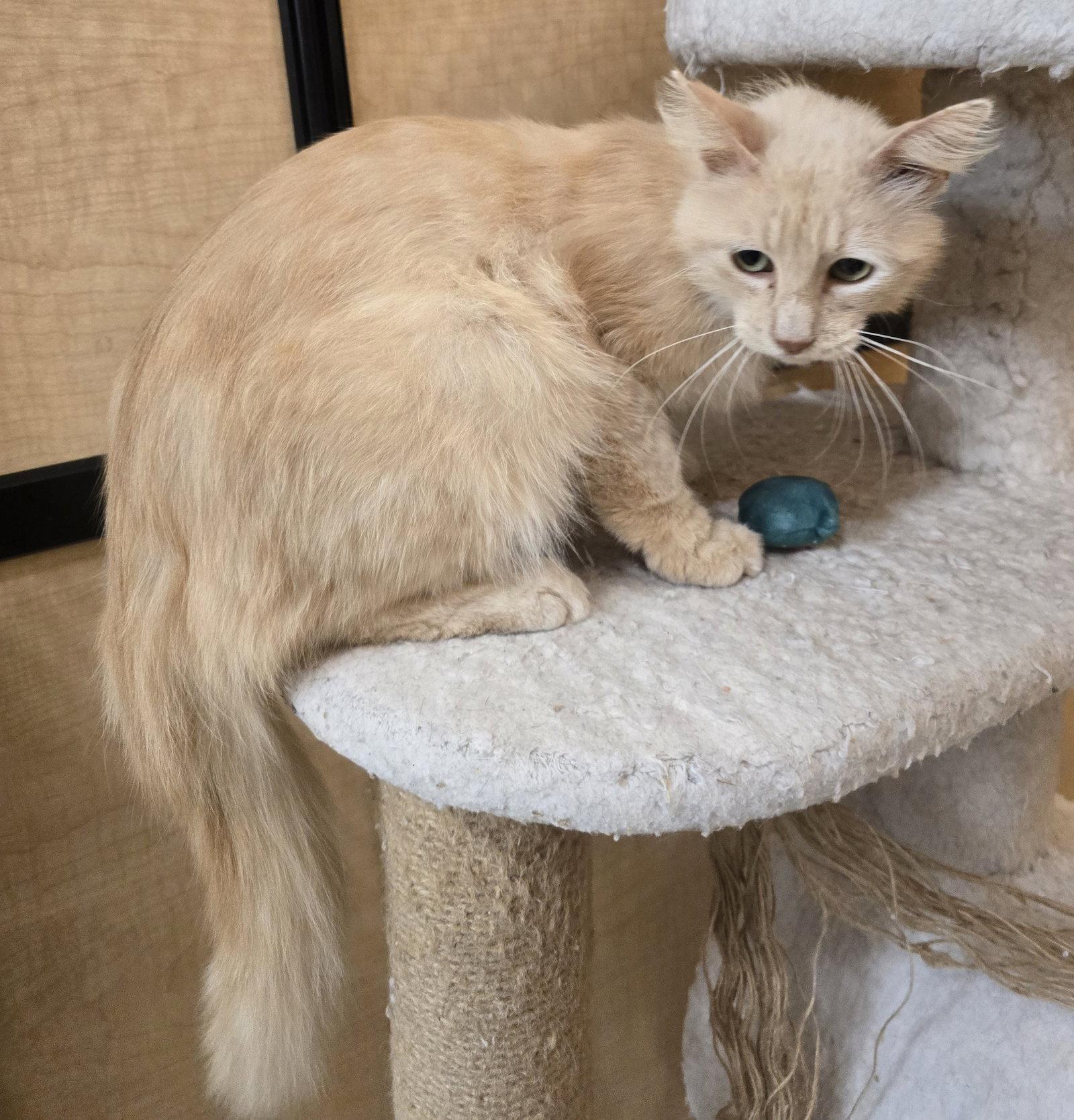 Enlarge Graham, a Adoptable Domestic Long Hair in Rowlett, TX image 3/3