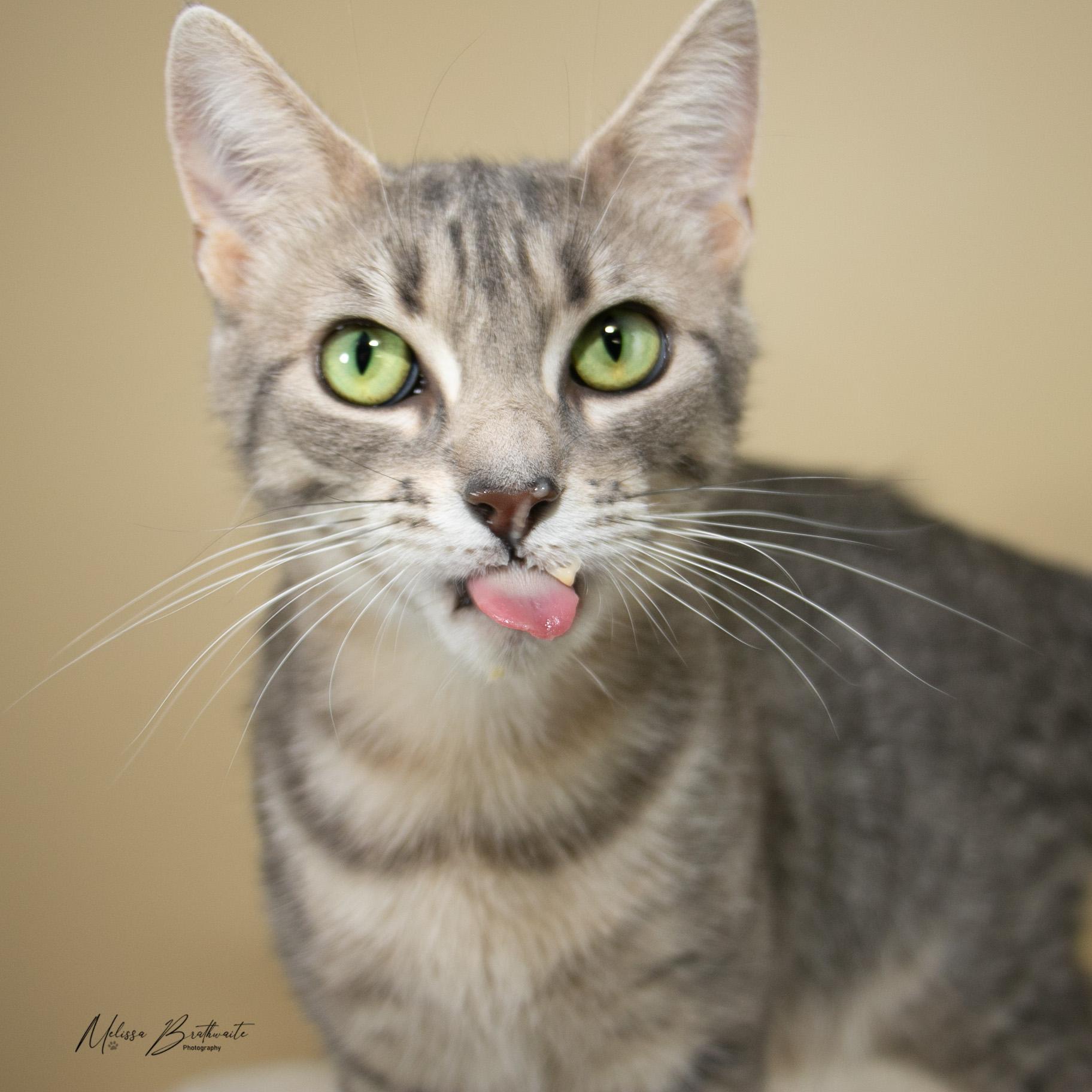 Enlarge Spazz, a ADOPTABLE Domestic Short Hair in Calgary, AB image 2/4