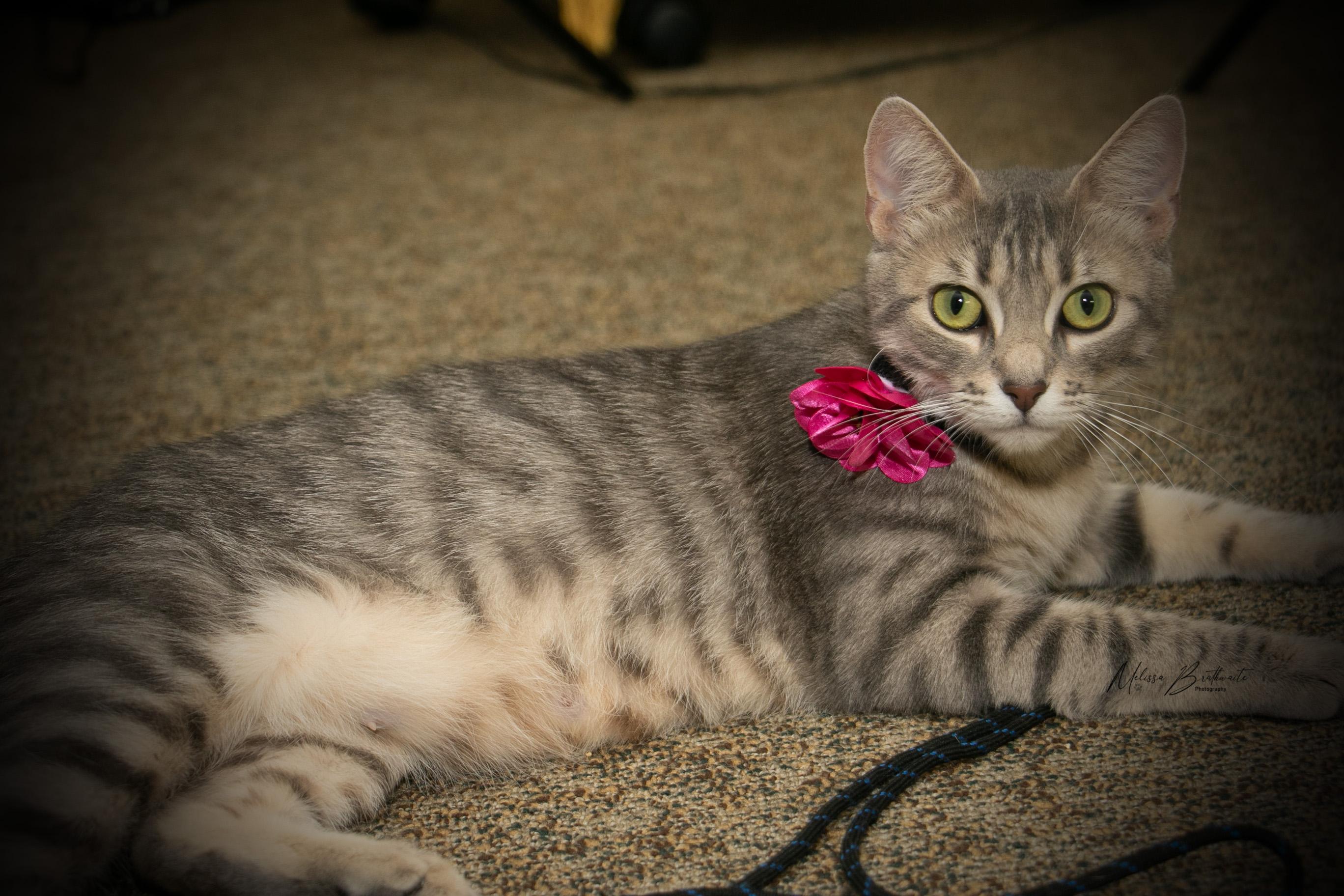 Enlarge Spazz, a ADOPTABLE Domestic Short Hair in Calgary, AB image 4/4