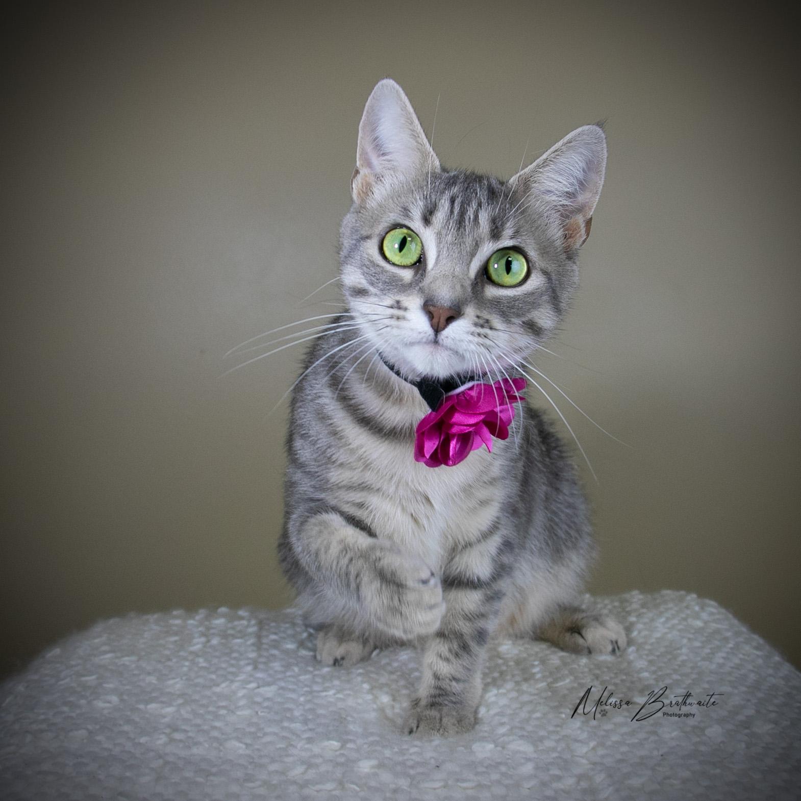 Enlarge Spazz, a ADOPTABLE Domestic Short Hair in Calgary, AB image 3/4
