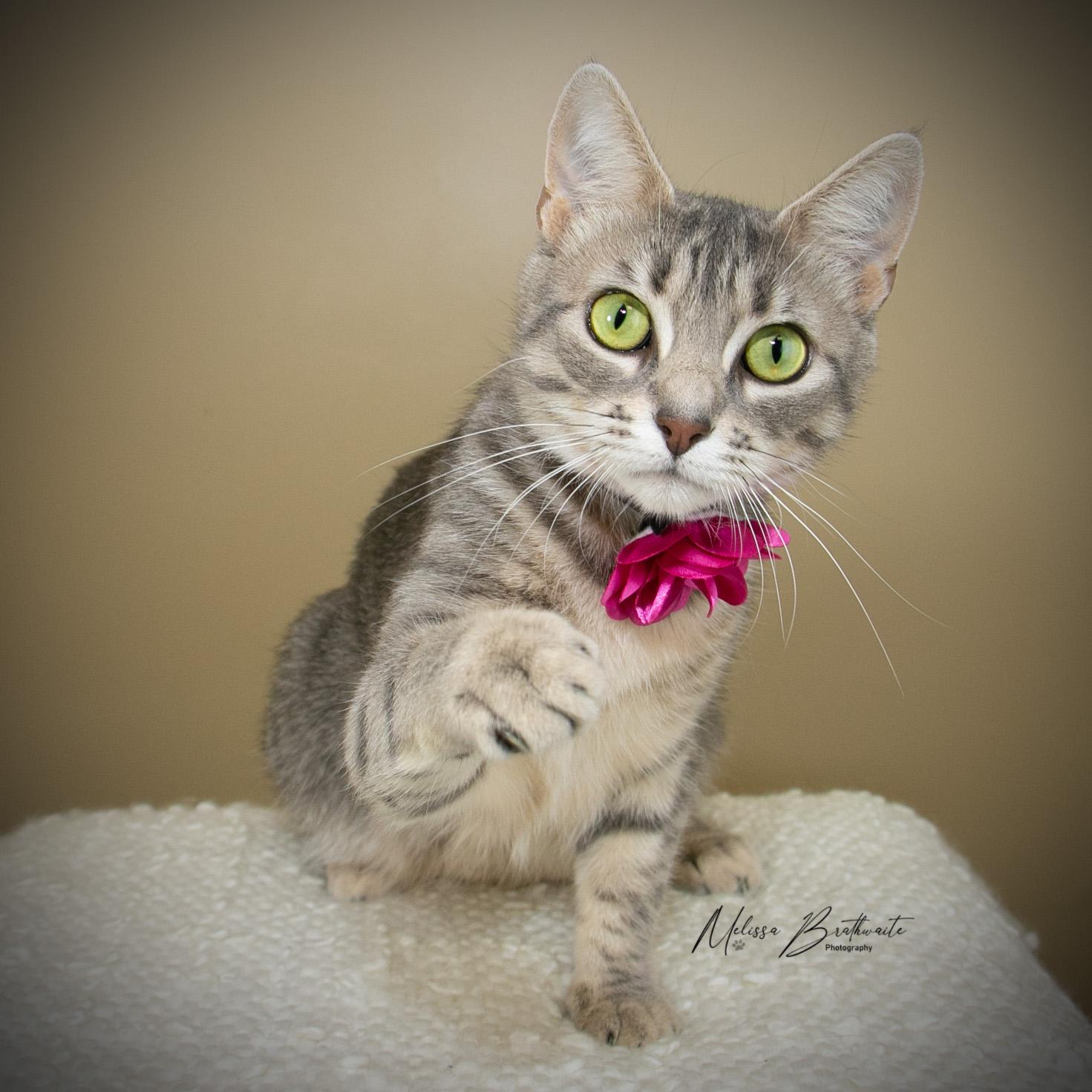 Spazz, ADOPTABLE, Adult Female Domestic Short Hair.