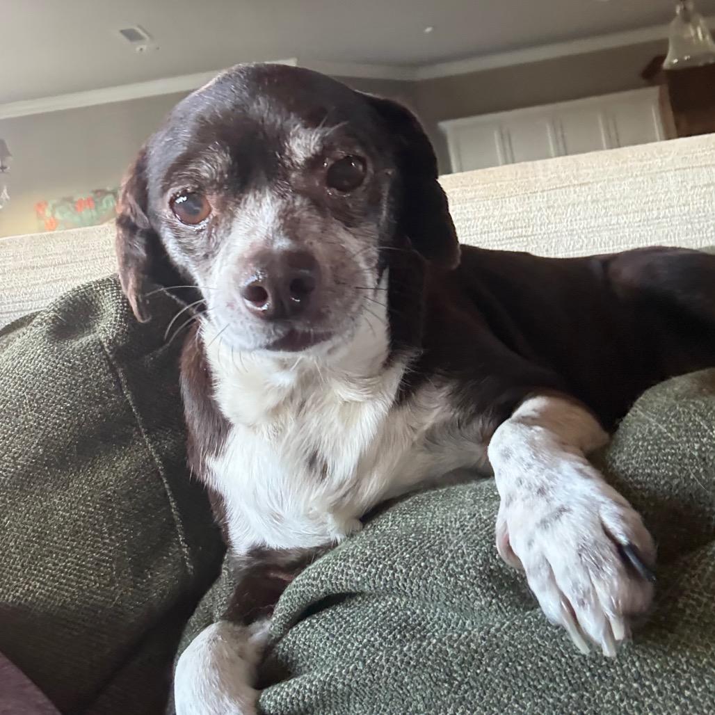 Enlarge Gracie, a Adoptable mixed breed in Ennis, TX image 1/3