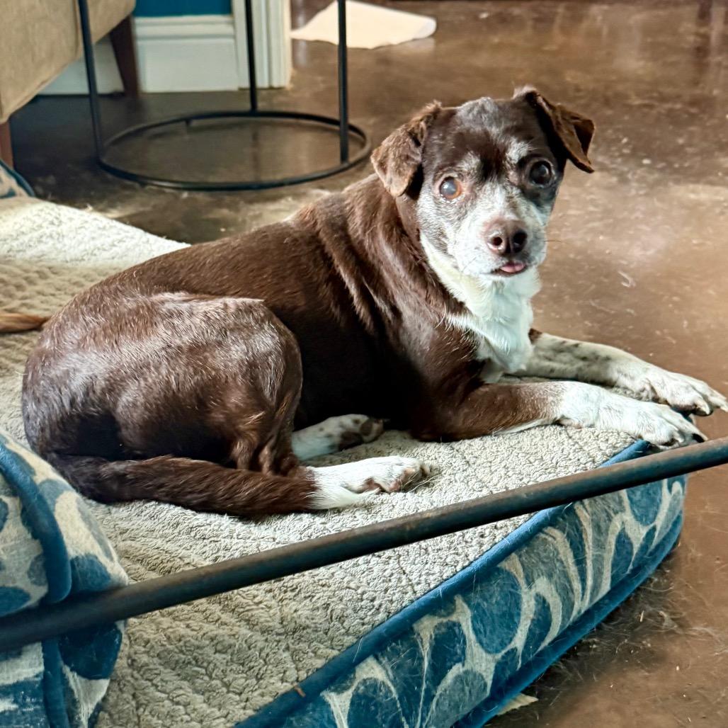 Enlarge Gracie, a Adoptable mixed breed in Ennis, TX image 2/3