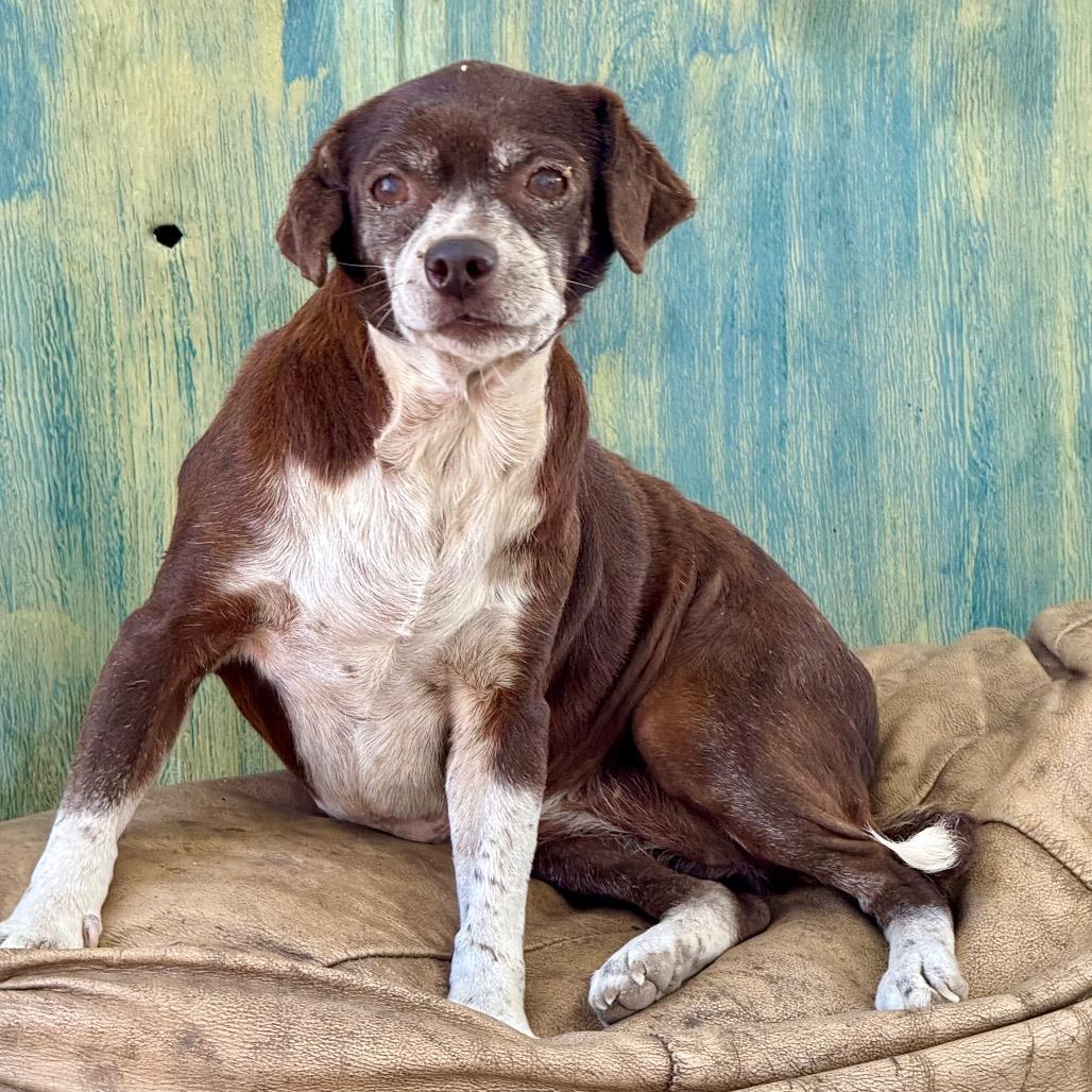 Enlarge Gracie, a Adoptable mixed breed in Ennis, TX image 3/3
