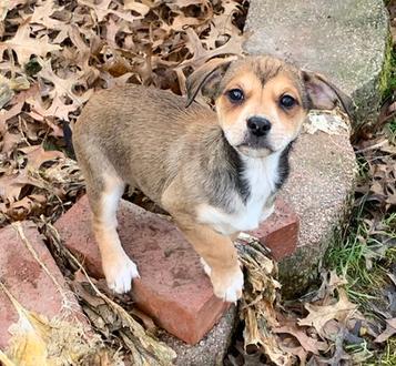 Bonnie Bell thumbnail 2