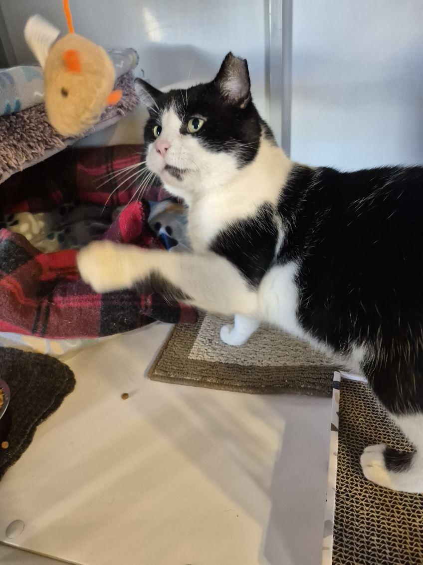 Enlarge Oreo, a Adoptable Tuxedo in Jeffersonville, IN image 5/5